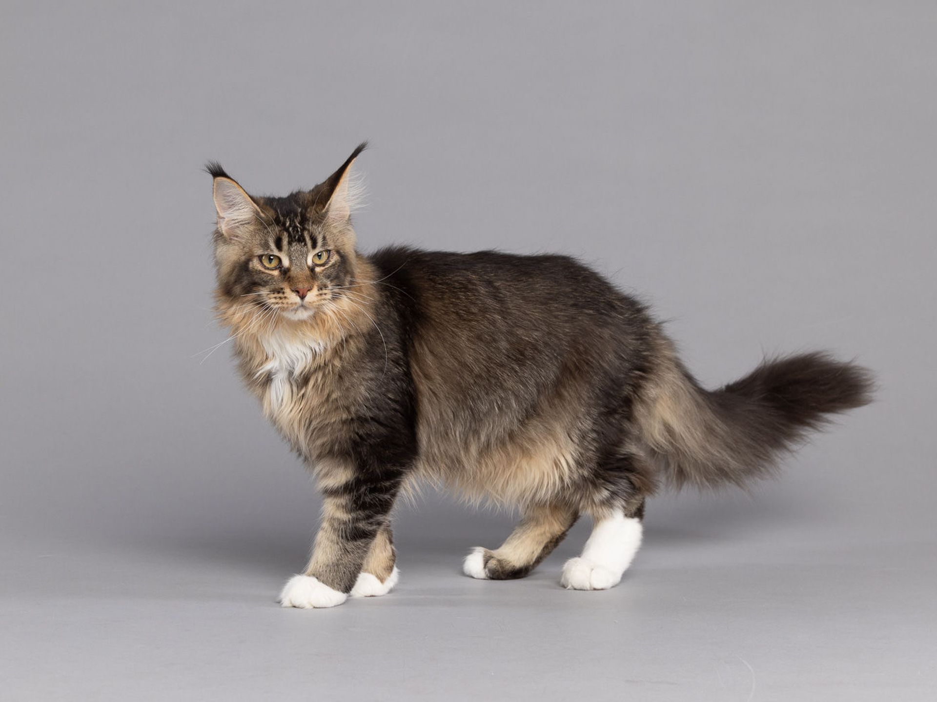 Brown Sugar - Male Maine Coon Cat