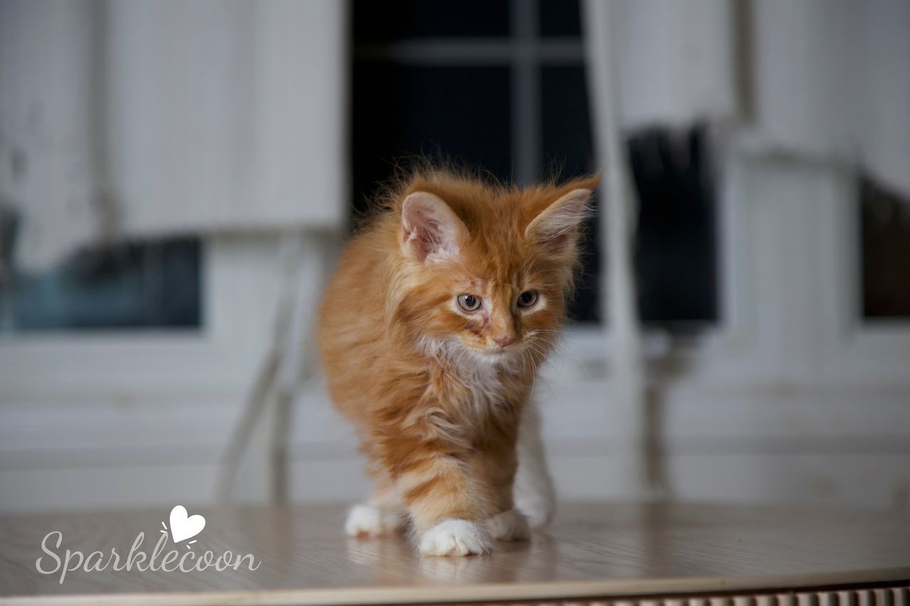 Juan - Red Classic Tabby with White - litter luna 2025 08 27 big tangerine 1 — Maine Coon