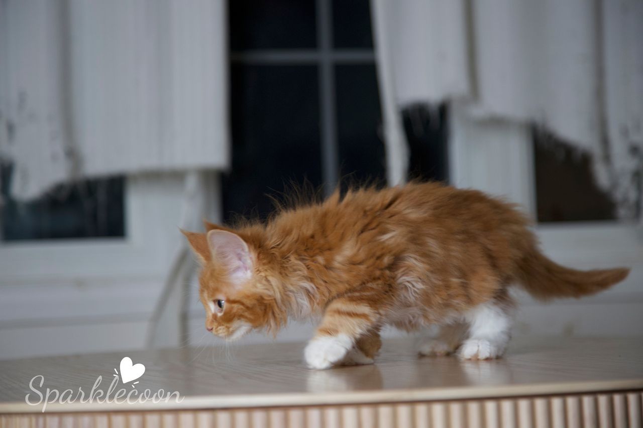Juan - Red Classic Tabby with White - litter luna 2025 08 27 big tangerine 2 — Maine Coon