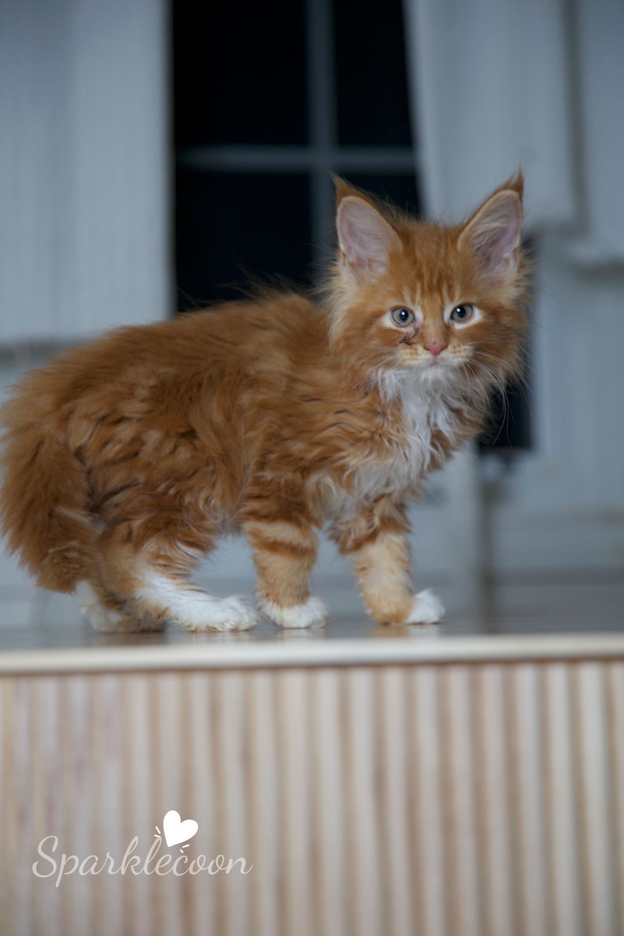 Juan - Red Classic Tabby with White - litter luna 2025 08 27 big tangerine 3 — Maine Coon
