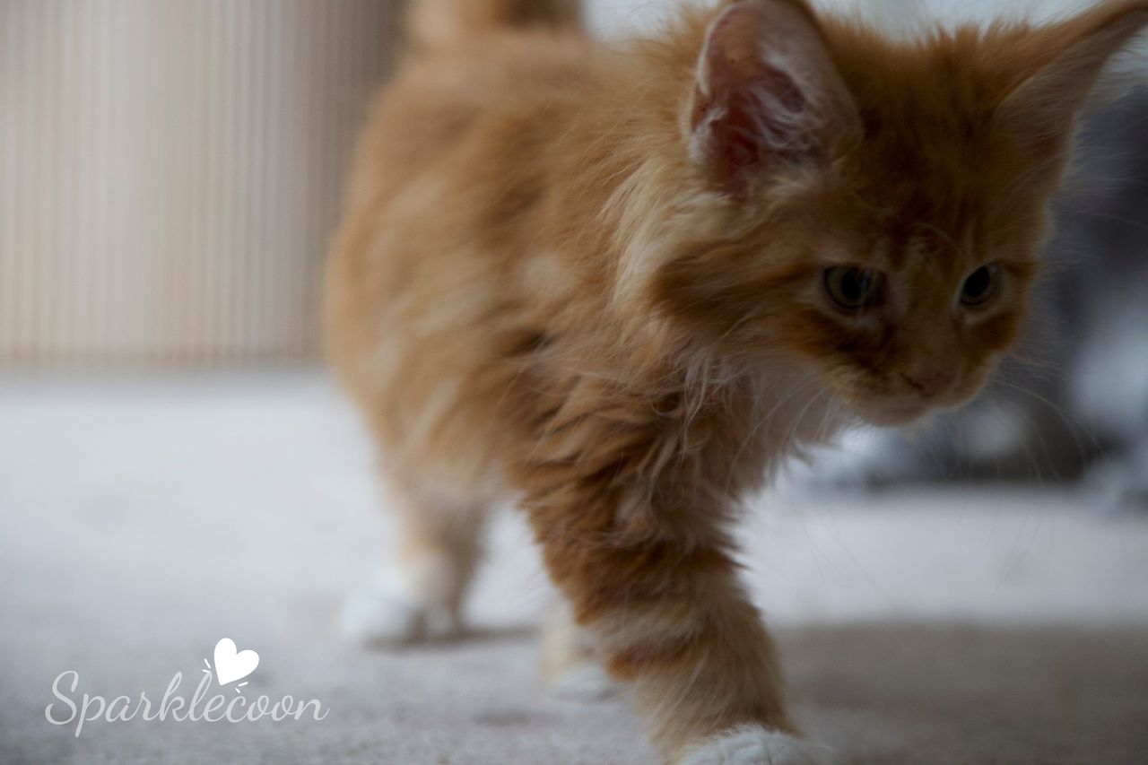 Juan - Red Classic Tabby with White - litter luna 2025 08 27 big tangerine 4 — Maine Coon