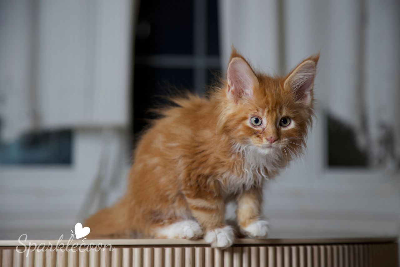 Juan - Red Classic Tabby with White - litter luna 2025 08 27 big tangerine 5 — Maine Coon