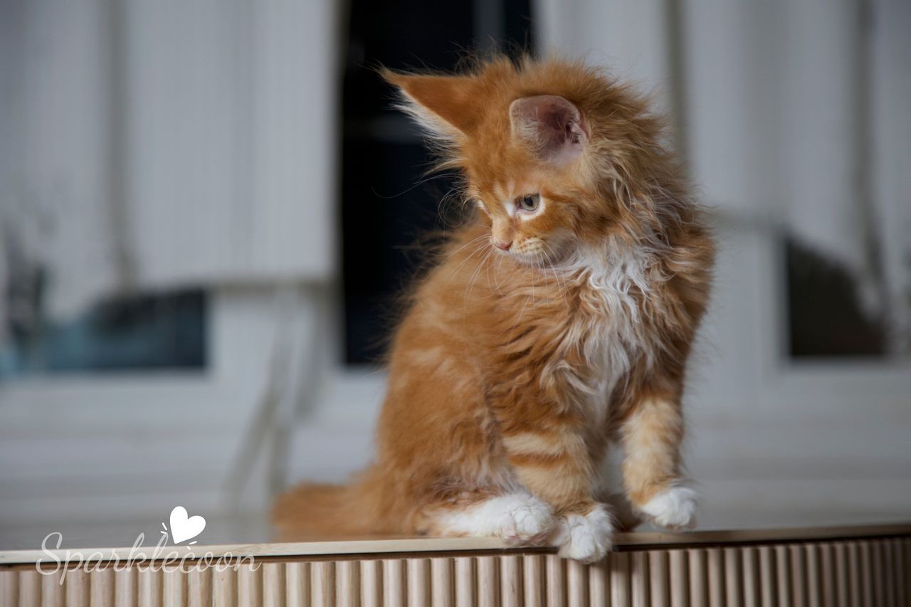 Juan - Red Classic Tabby with White - litter luna 2025 08 27 big tangerine 6 — Maine Coon