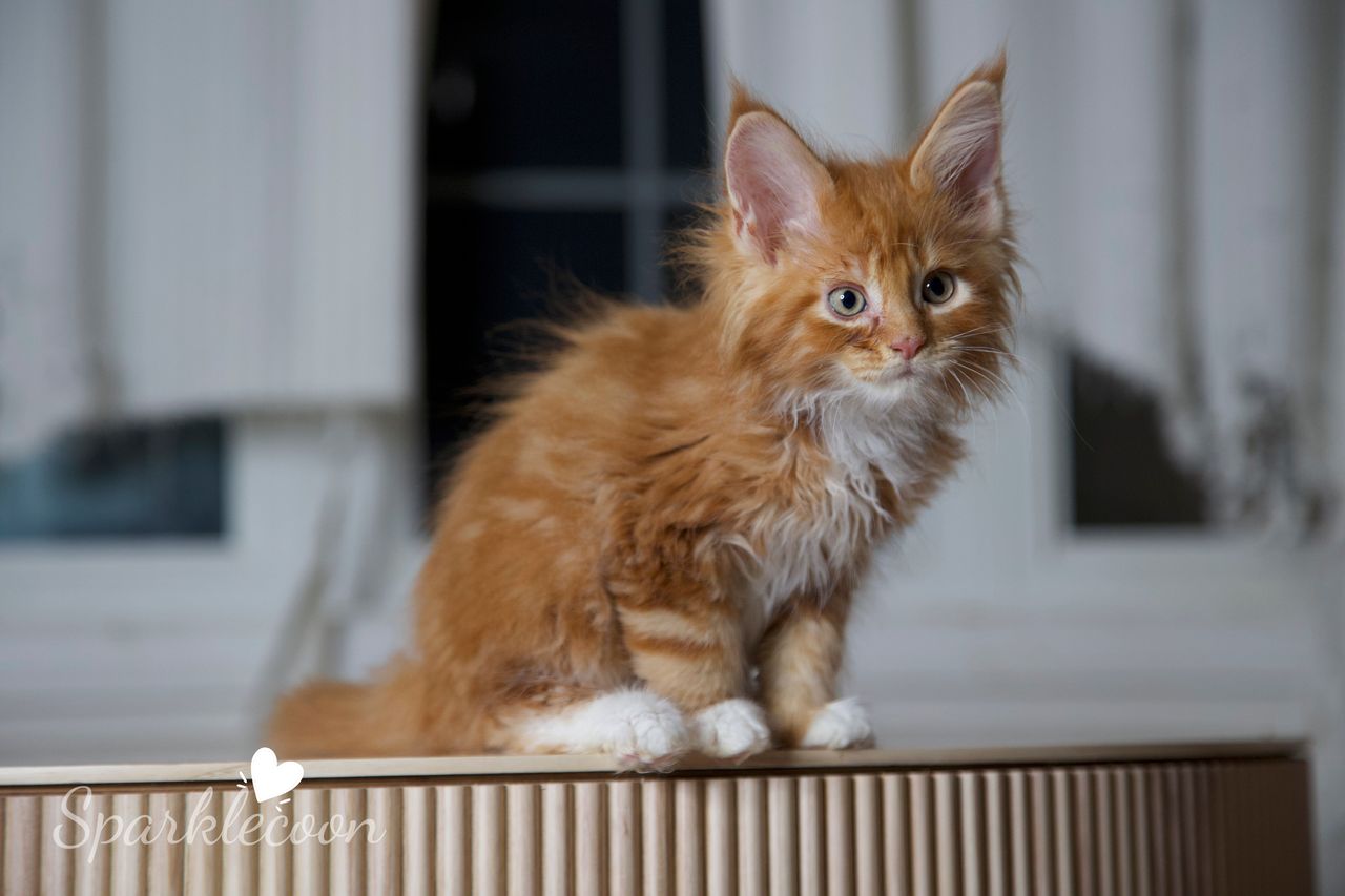 Juan - Red Classic Tabby with White - litter luna 2025 08 27 big tangerine 7 — Maine Coon