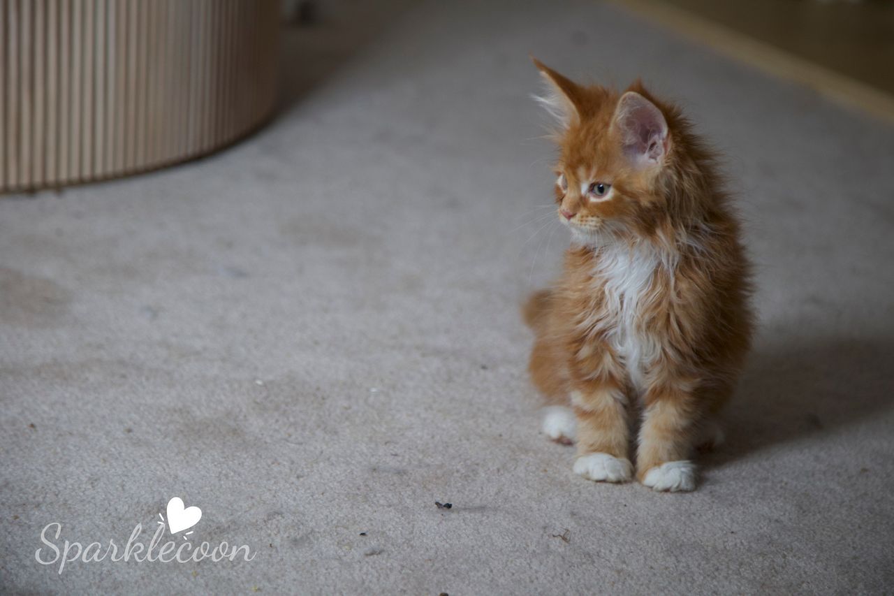 Juan - Red Classic Tabby with White - litter luna 2025 08 27 big tangerine 8 — Maine Coon