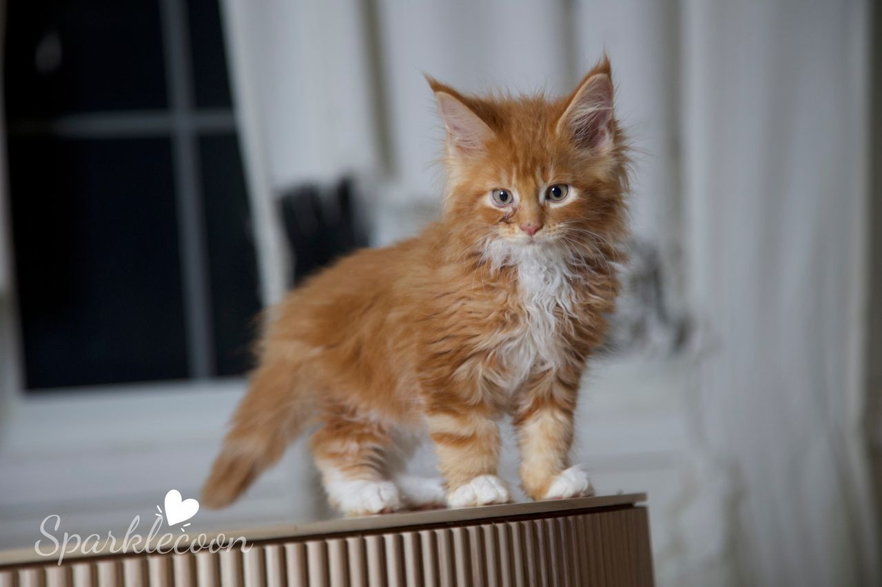 Juan - Red Classic Tabby with White - litter luna 2025 08 27 big tangerine cover image — Maine Coon