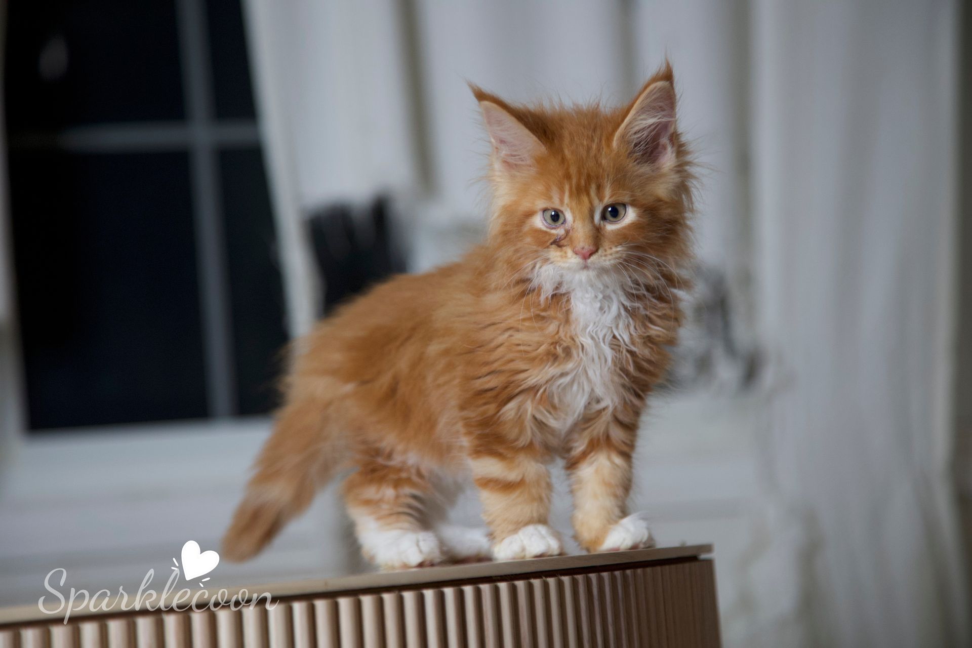 Juan — Maine Coon kitten