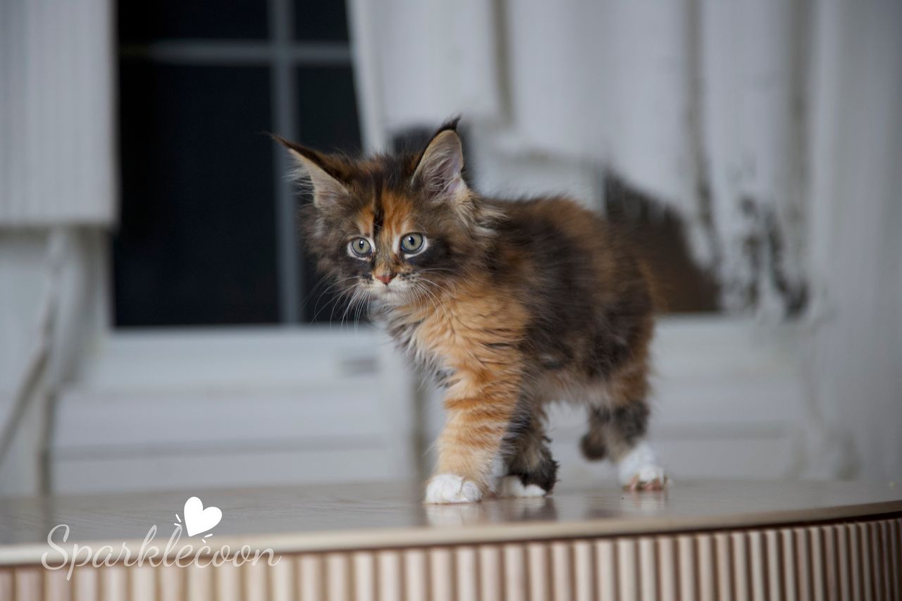 Lady Freya - Brown Classic Torbie with White - litter luna 2025 08 27 miss bossie 1 — Maine Coon