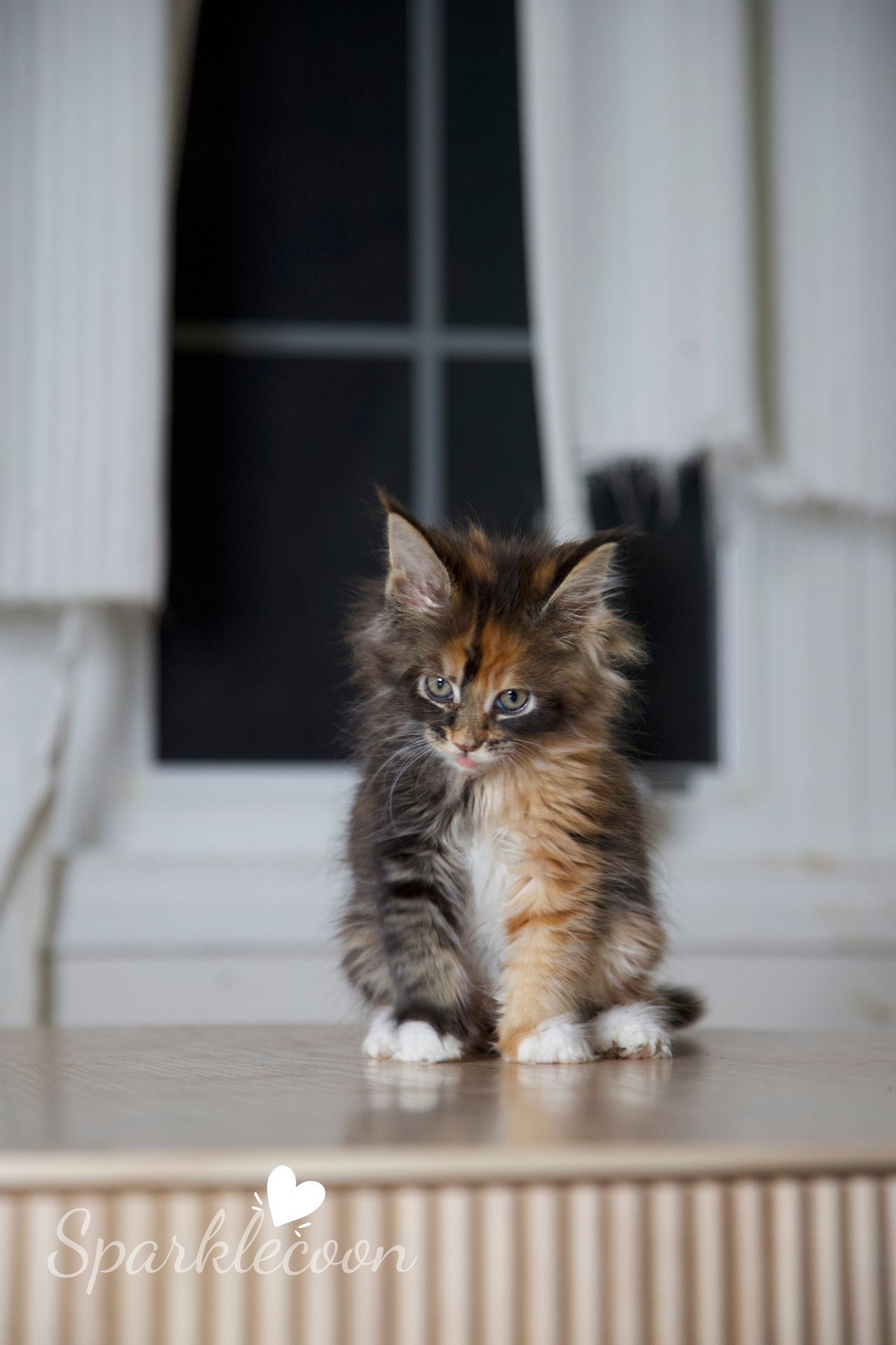 Lady Freya - Brown Classic Torbie with White - litter luna 2025 08 27 miss bossie 10 — Maine Coon