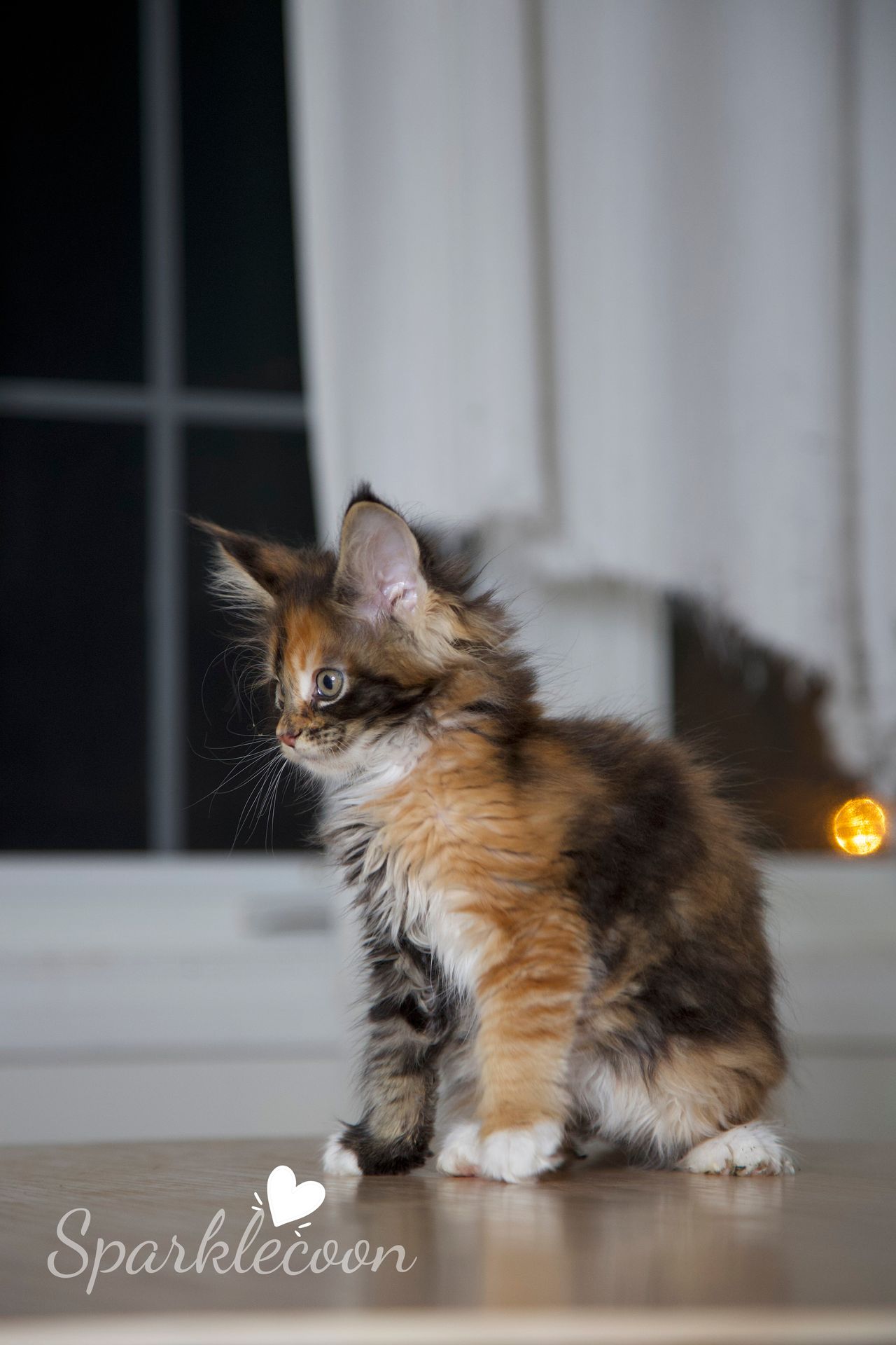 Lady Freya - Brown Classic Torbie with White - litter luna 2025 08 27 miss bossie 11 — Maine Coon