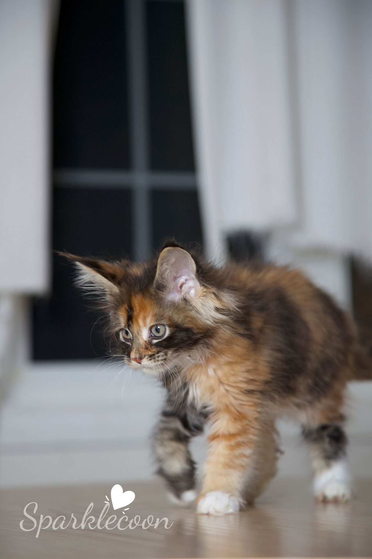 Lady Freya - Brown Classic Torbie with White - litter luna 2025 08 27 miss bossie 12 — Maine Coon