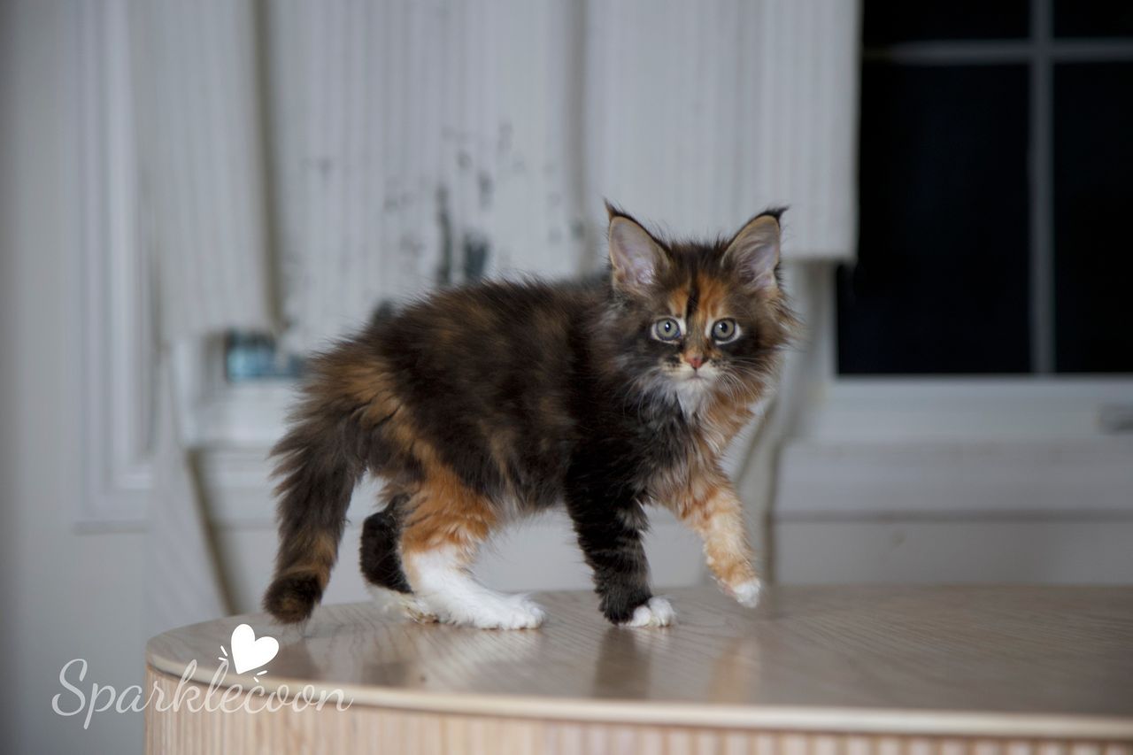 Lady Freya - Brown Classic Torbie with White - litter luna 2025 08 27 miss bossie 13 — Maine Coon