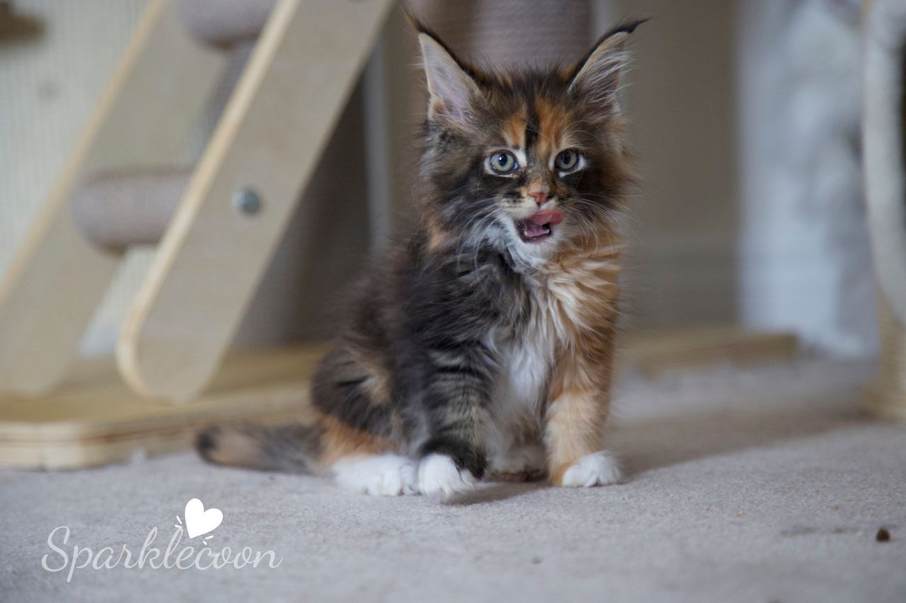 Lady Freya - Brown Classic Torbie with White - litter luna 2025 08 27 miss bossie 14 — Maine Coon