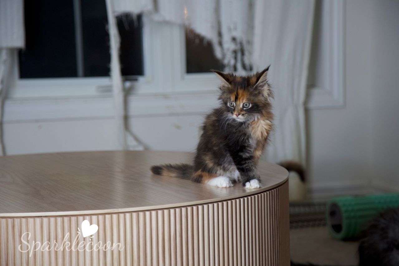 Lady Freya - Brown Classic Torbie with White - litter luna 2025 08 27 miss bossie 15 — Maine Coon