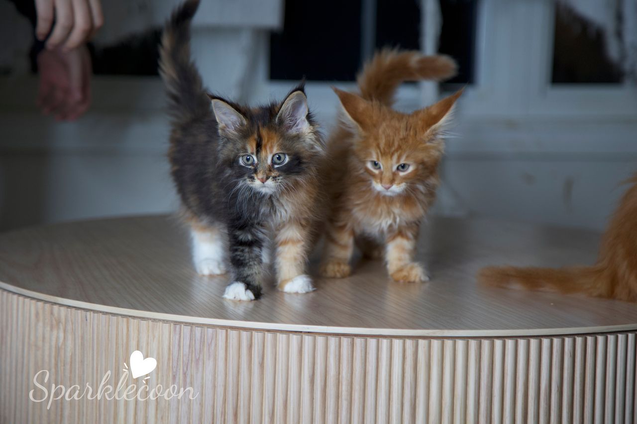 Lady Freya - Brown Classic Torbie with White - litter luna 2025 08 27 miss bossie 16 — Maine Coon