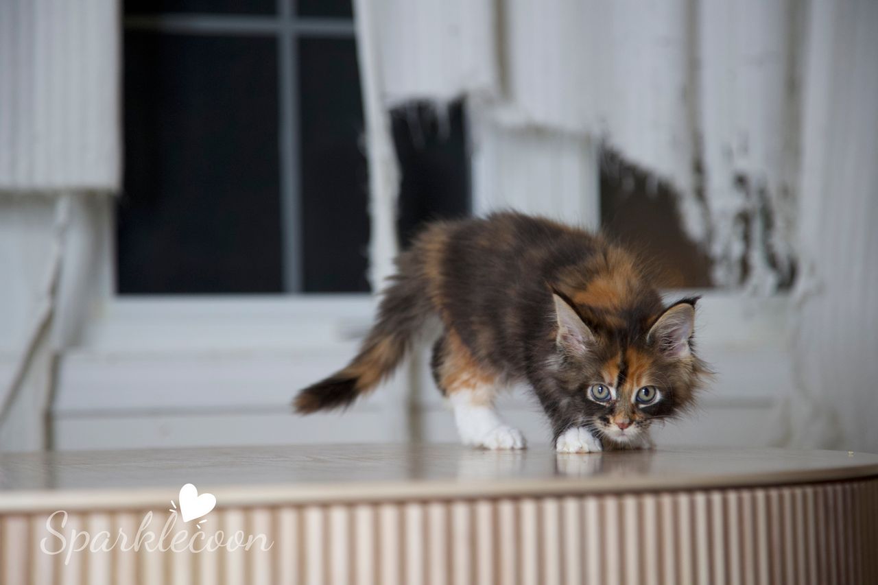 Lady Freya - Brown Classic Torbie with White - litter luna 2025 08 27 miss bossie 2 — Maine Coon