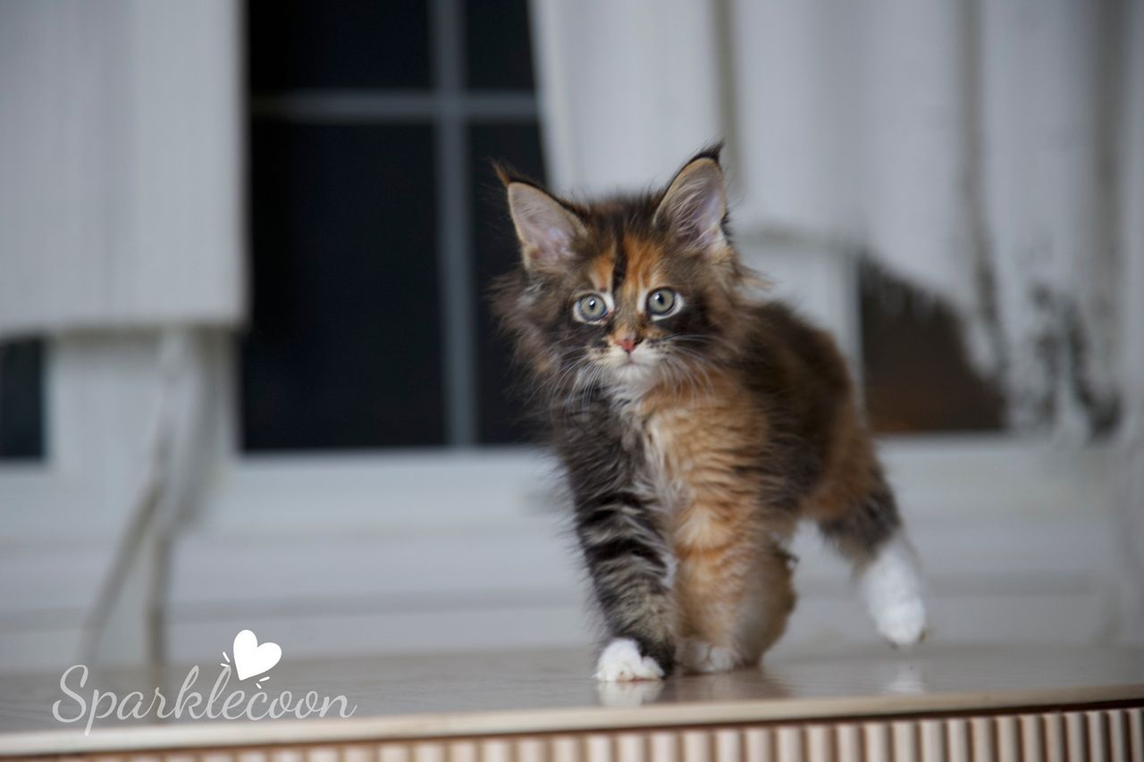 Lady Freya - Brown Classic Torbie with White - litter luna 2025 08 27 miss bossie 3 — Maine Coon
