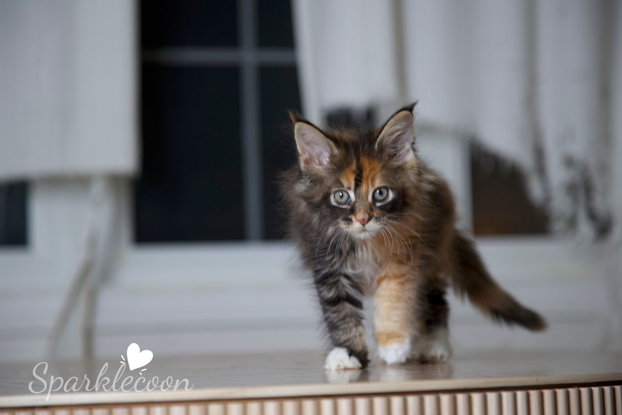 Lady Freya - Brown Classic Torbie with White - litter luna 2025 08 27 miss bossie 4 — Maine Coon