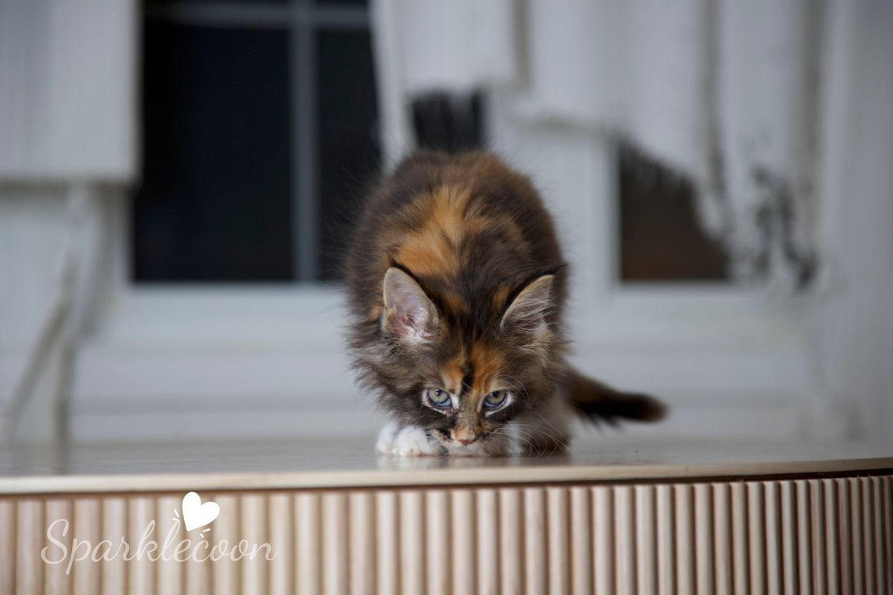 Lady Freya - Brown Classic Torbie with White - litter luna 2025 08 27 miss bossie 5 — Maine Coon