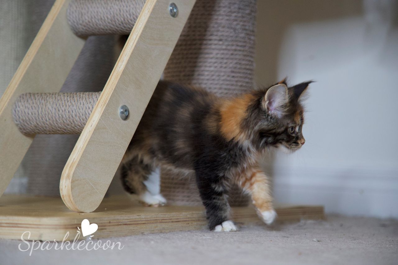 Lady Freya - Brown Classic Torbie with White - litter luna 2025 08 27 miss bossie 6 — Maine Coon
