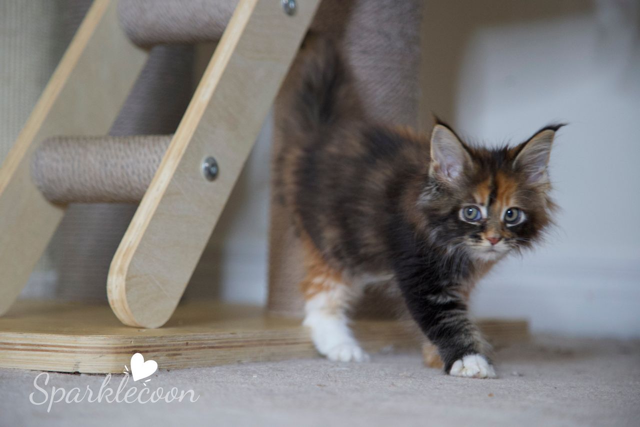 Lady Freya - Brown Classic Torbie with White - litter luna 2025 08 27 miss bossie 7 — Maine Coon