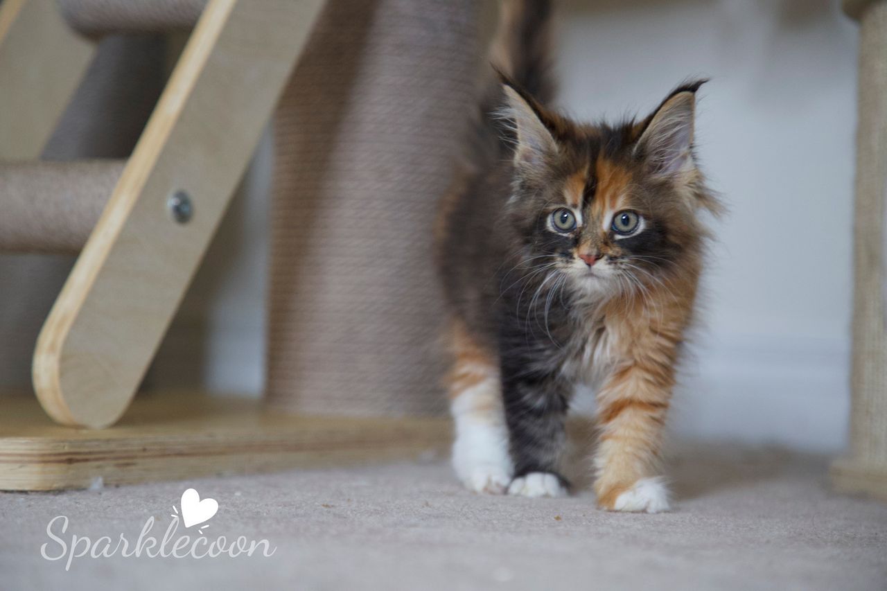 Lady Freya - Brown Classic Torbie with White - litter luna 2025 08 27 miss bossie 8 — Maine Coon