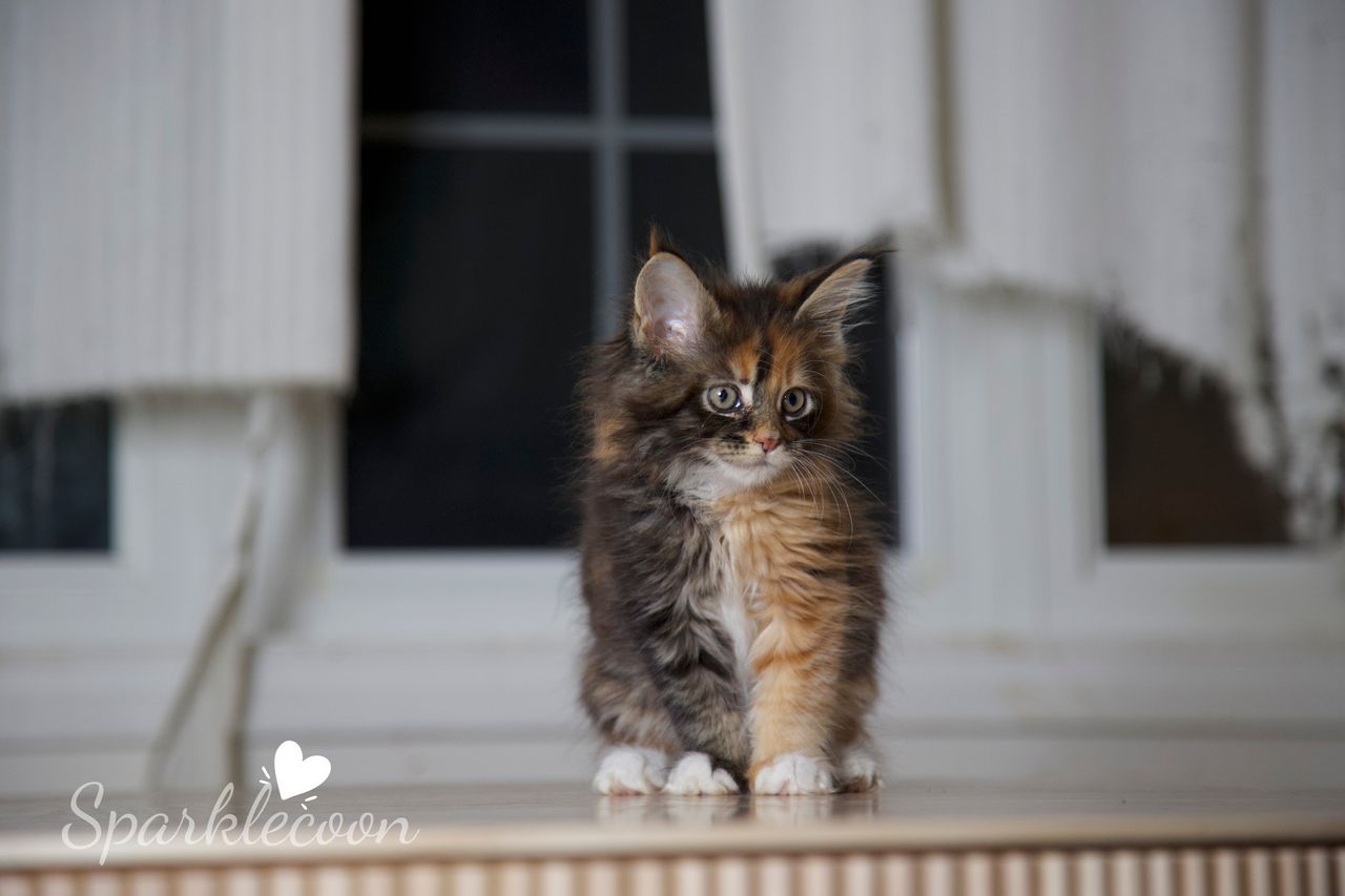 Lady Freya - Brown Classic Torbie with White - litter luna 2025 08 27 miss bossie 9 — Maine Coon