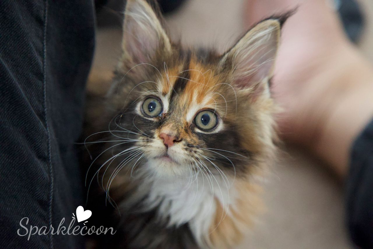 Lady Freya - Brown Classic Torbie with White - litter luna 2025 08 27 miss bossie cover image — Maine Coon