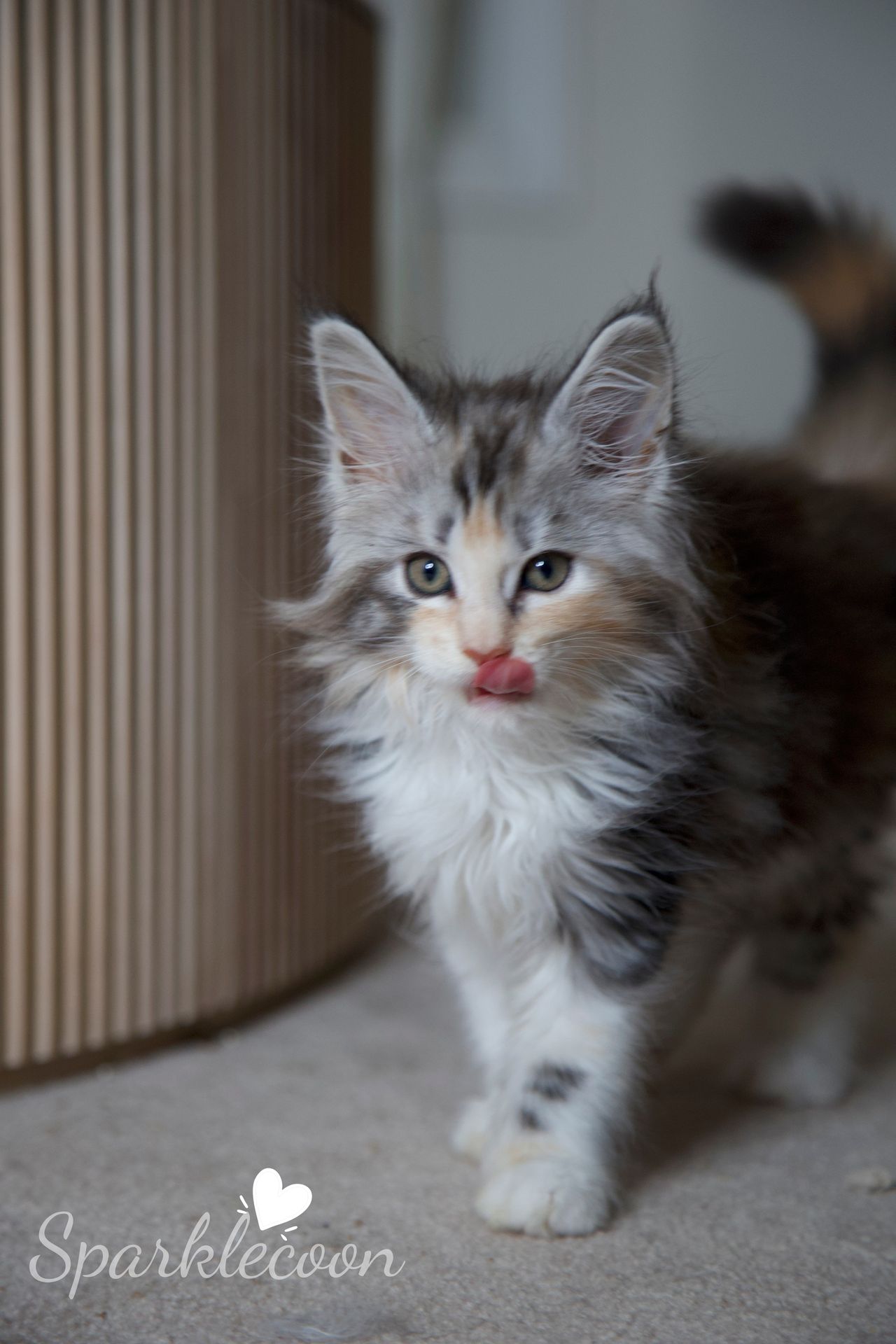 Pink Brush - Black Silver Classic Torbie with White - litter luna 2025 08 27 pink brush 1 — Maine Coon