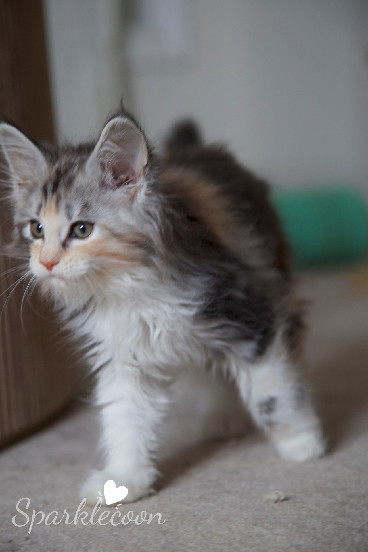 Pink Brush - Black Silver Classic Torbie with White - litter luna 2025 08 27 pink brush 11 — Maine Coon