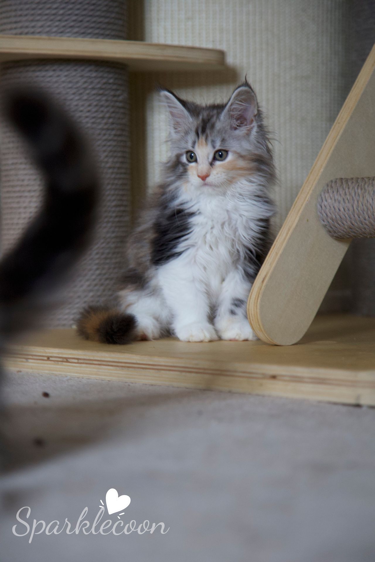 Pink Brush - Black Silver Classic Torbie with White - litter luna 2025 08 27 pink brush 13 — Maine Coon