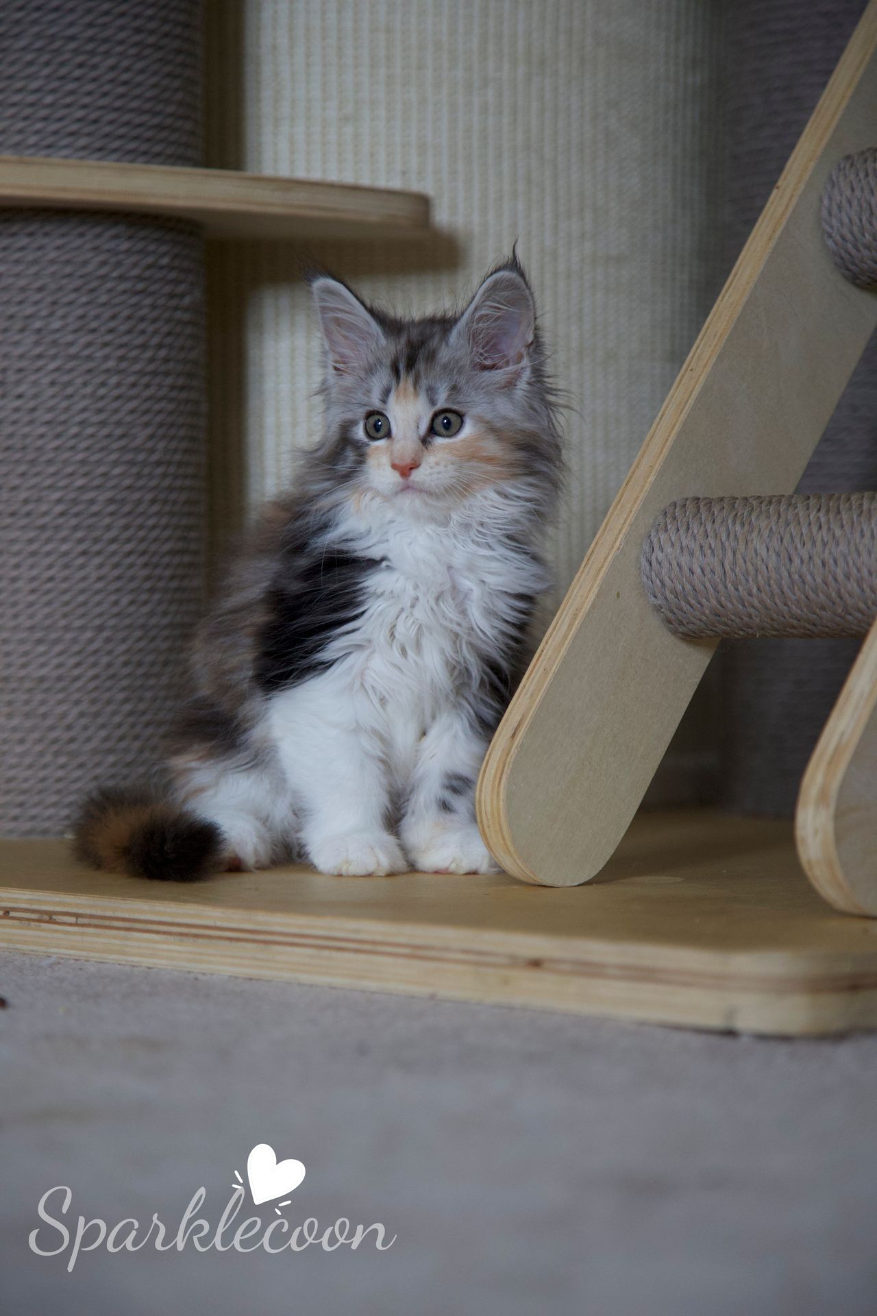 Pink Brush - Black Silver Classic Torbie with White - litter luna 2025 08 27 pink brush 14 — Maine Coon