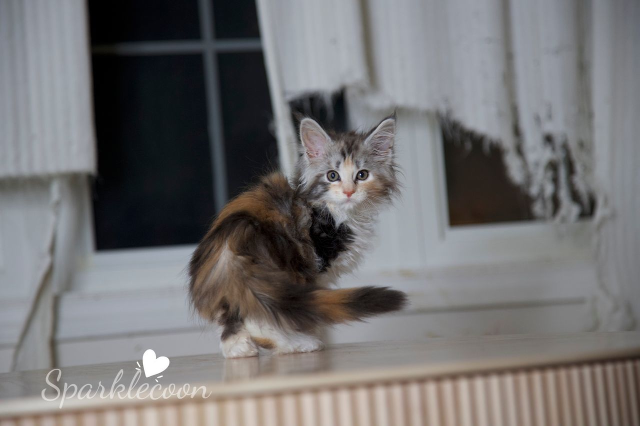 Pink Brush - Black Silver Classic Torbie with White - litter luna 2025 08 27 pink brush 2 — Maine Coon
