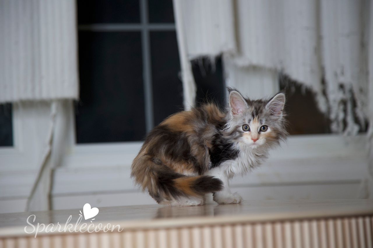 Pink Brush - Black Silver Classic Torbie with White - litter luna 2025 08 27 pink brush 3 — Maine Coon