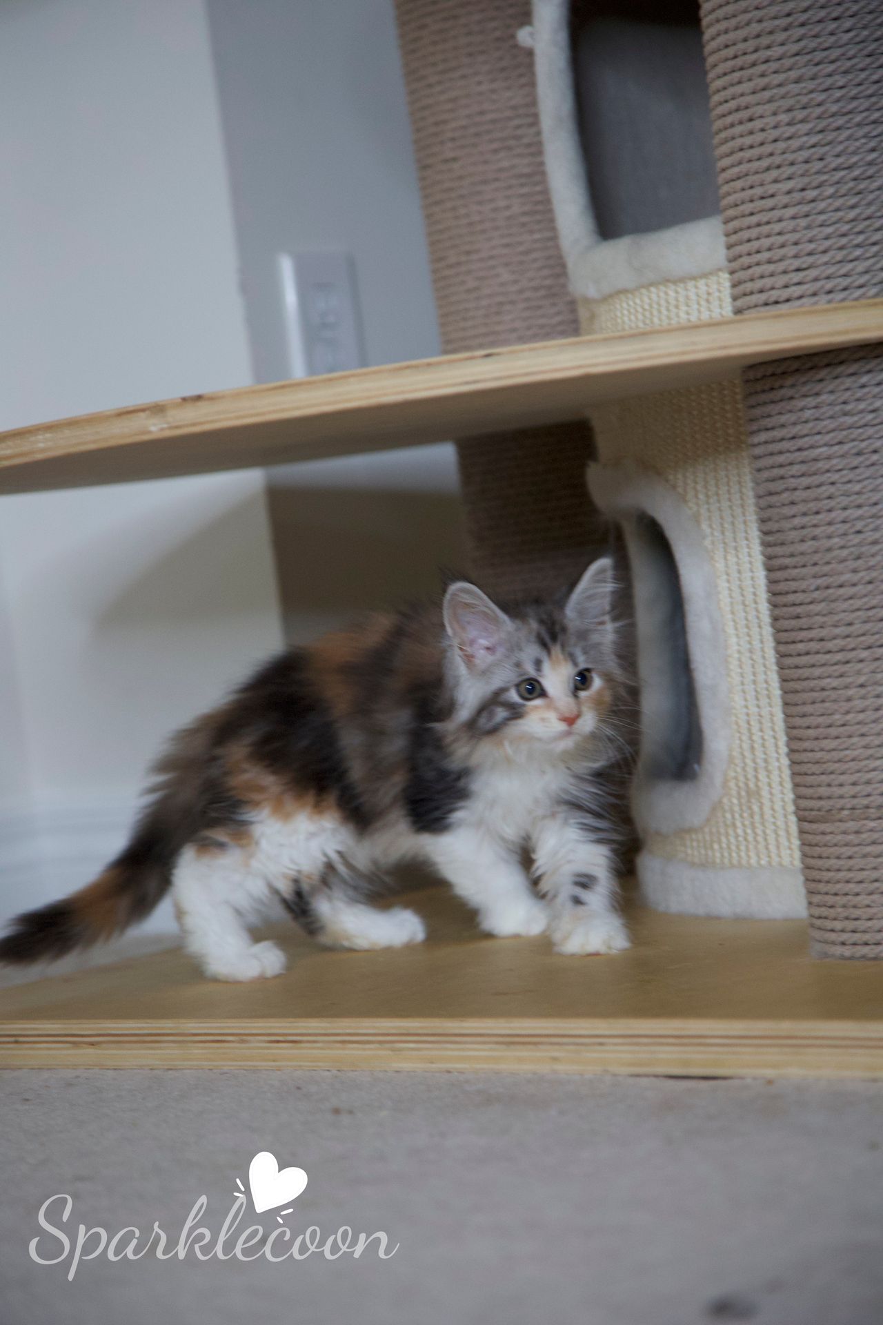Pink Brush - Black Silver Classic Torbie with White - litter luna 2025 08 27 pink brush 6 — Maine Coon