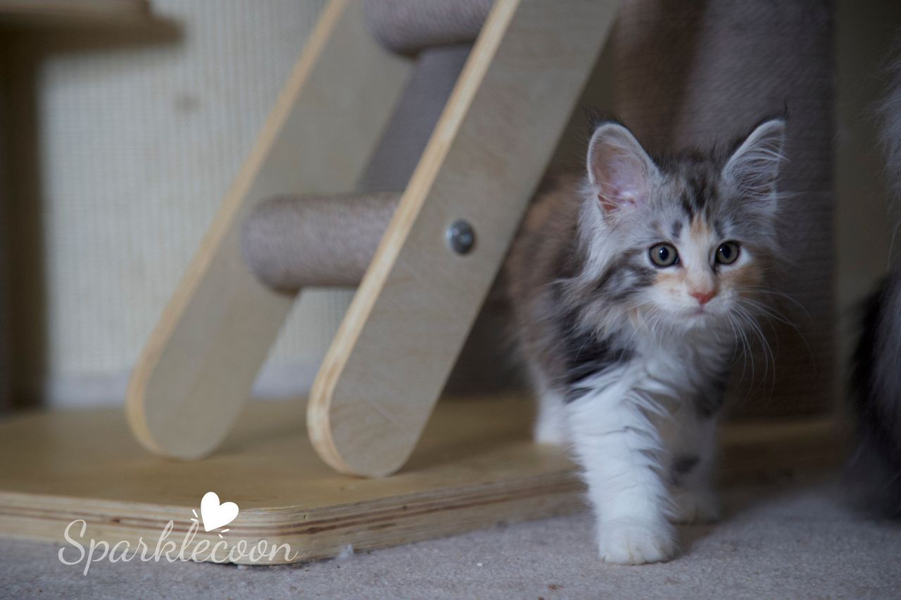 Pink Brush - Black Silver Classic Torbie with White - litter luna 2025 08 27 pink brush 7 — Maine Coon