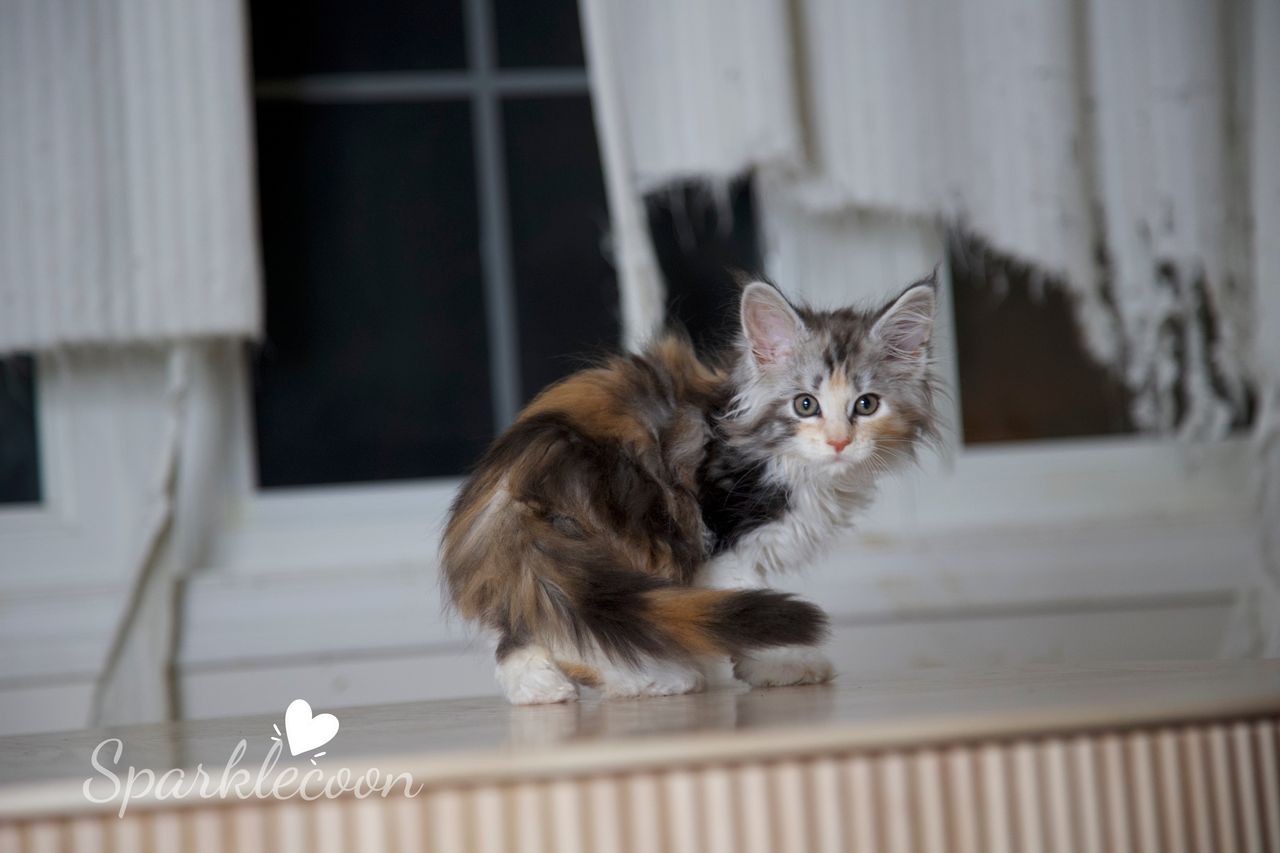 Pink Brush - Black Silver Classic Torbie with White - litter luna 2025 08 27 pink brush cover image — Maine Coon