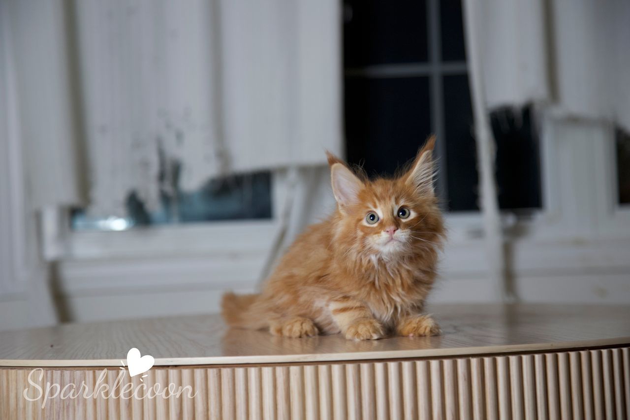 Small Tangerine - Red Classic Tabby - litter luna 2025 08 27 small tangerine 1 — Maine Coon