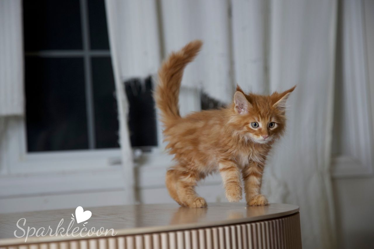 Small Tangerine - Red Classic Tabby - litter luna 2025 08 27 small tangerine 2 — Maine Coon