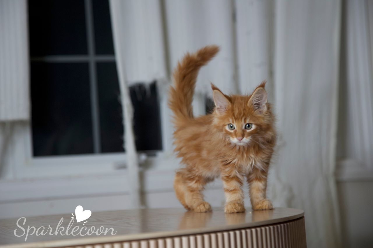 Small Tangerine - Red Classic Tabby - litter luna 2025 08 27 small tangerine 3 — Maine Coon