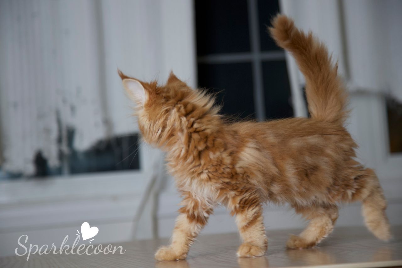 Small Tangerine - Red Classic Tabby - litter luna 2025 08 27 small tangerine 4 — Maine Coon