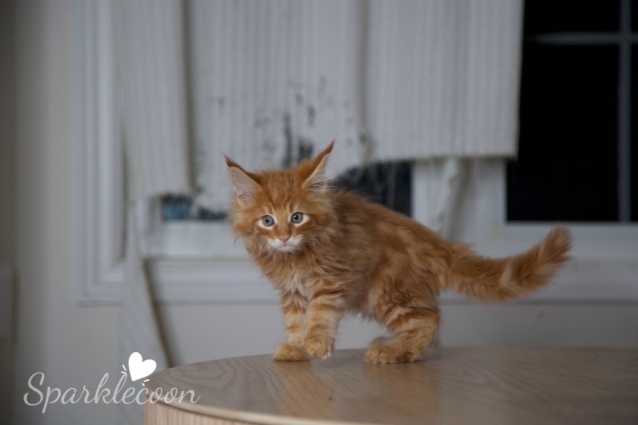 Small Tangerine - Red Classic Tabby - litter luna 2025 08 27 small tangerine 5 — Maine Coon