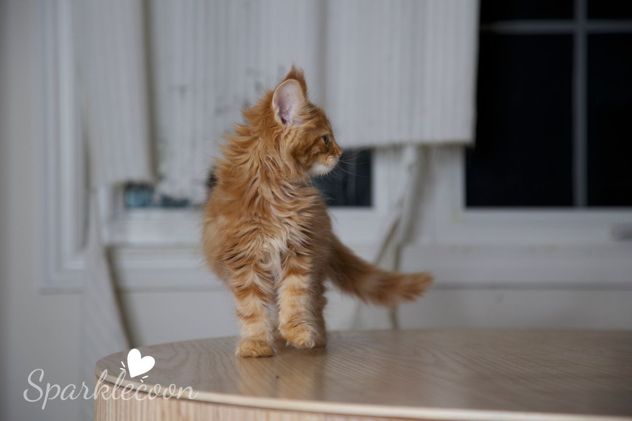Small Tangerine - Red Classic Tabby - litter luna 2025 08 27 small tangerine 6 — Maine Coon