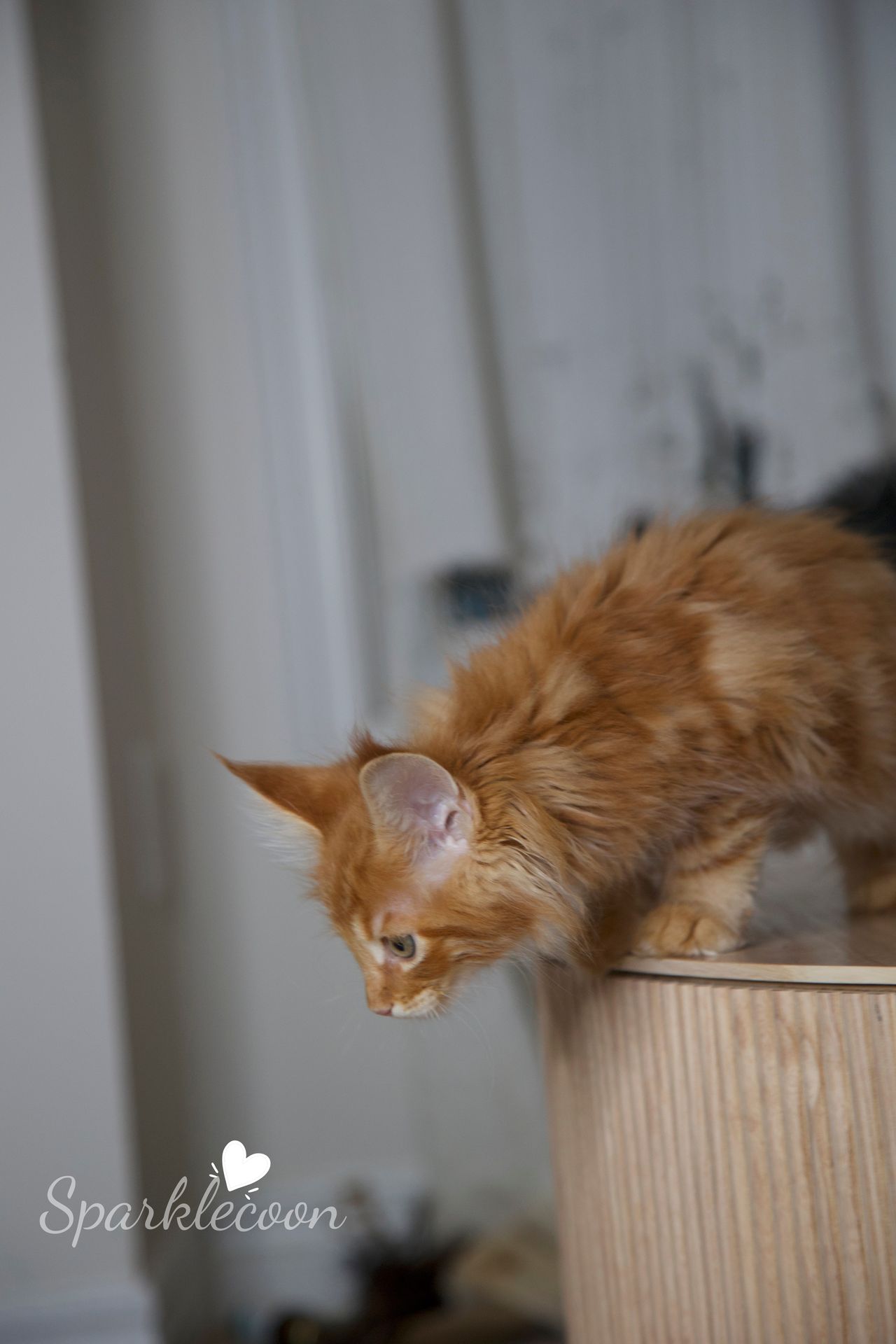 Small Tangerine - Red Classic Tabby - litter luna 2025 08 27 small tangerine 7 — Maine Coon
