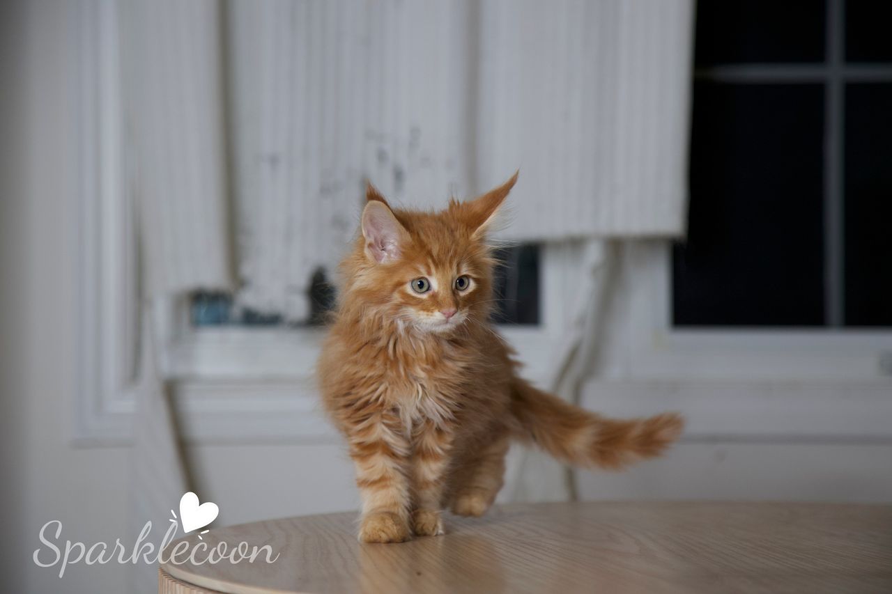 Small Tangerine - Red Classic Tabby - litter luna 2025 08 27 small tangerine cover image — Maine Coon