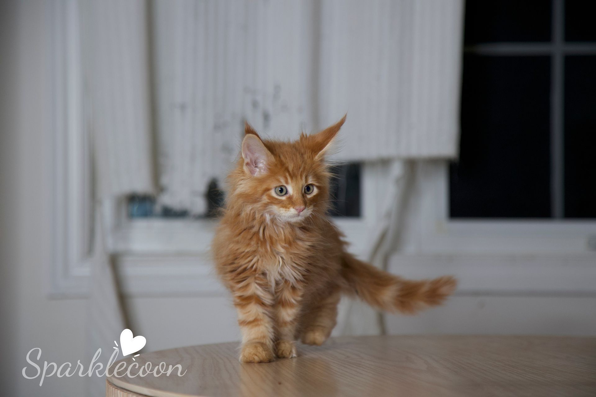 Small Tangerine — Maine Coon kitten