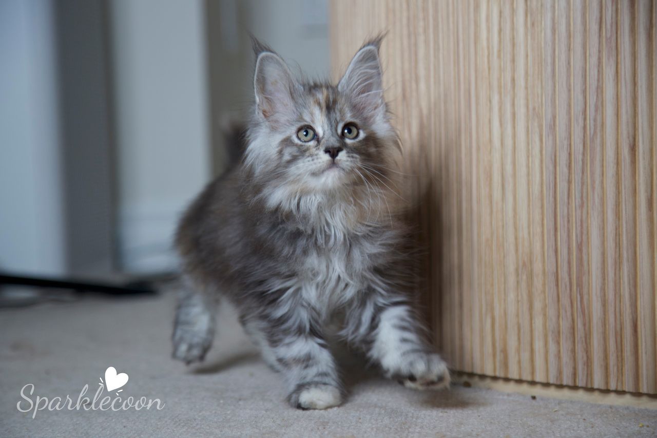 Teletubby - Black Silver Torbie - litter luna 2025 08 27 teletubby 1