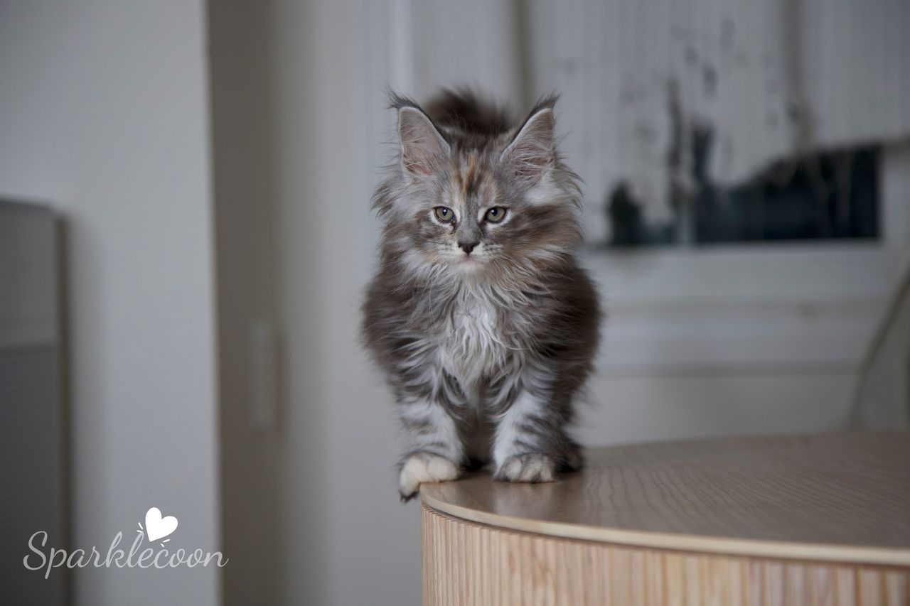 Teletubby - Black Silver Torbie - litter luna 2025 08 27 teletubby 3