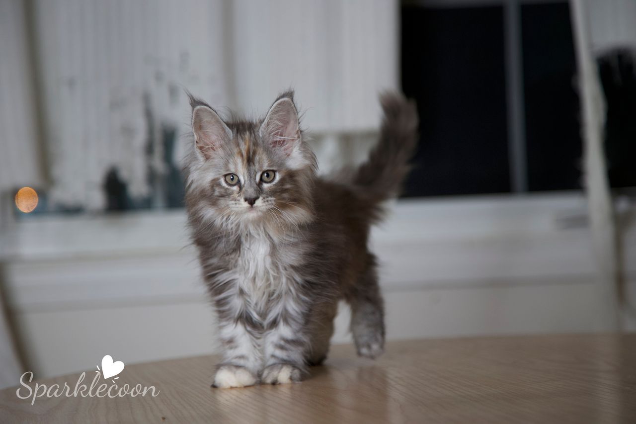 Teletubby - Black Silver Torbie - litter luna 2025 08 27 teletubby 4