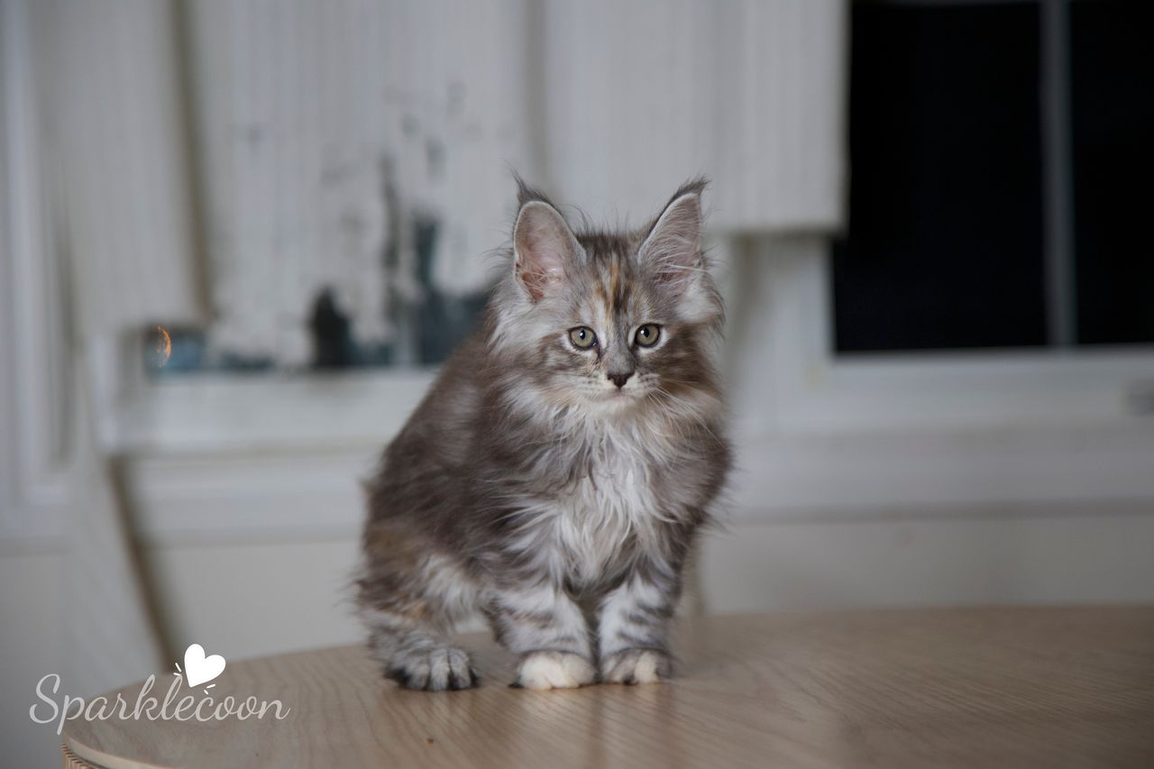 Teletubby - Black Silver Torbie - litter luna 2025 08 27 teletubby 5